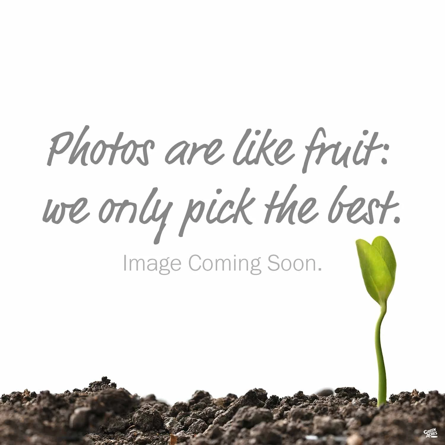 Peace Lily 'High Five' 1 Peace Lily 'High Five'