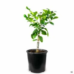 Lemon 'Eureka', Semi-Dwarf -Eco Plant Works Lemon Eureka 3gal f9a49a6a 2eb6 4f7c bc69 d62c7d46f029