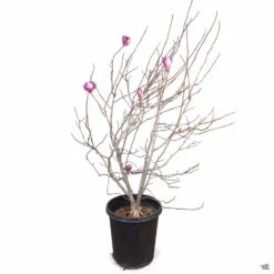 Tulip Magnolia 5 Tulip Magnolia -Eco Plant Works Magnolia TulipMagnolia 15gal b9f183cd dc7b 48d2 a3d7 160ea94c14a2