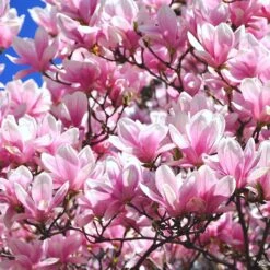 Tulip Magnolia
