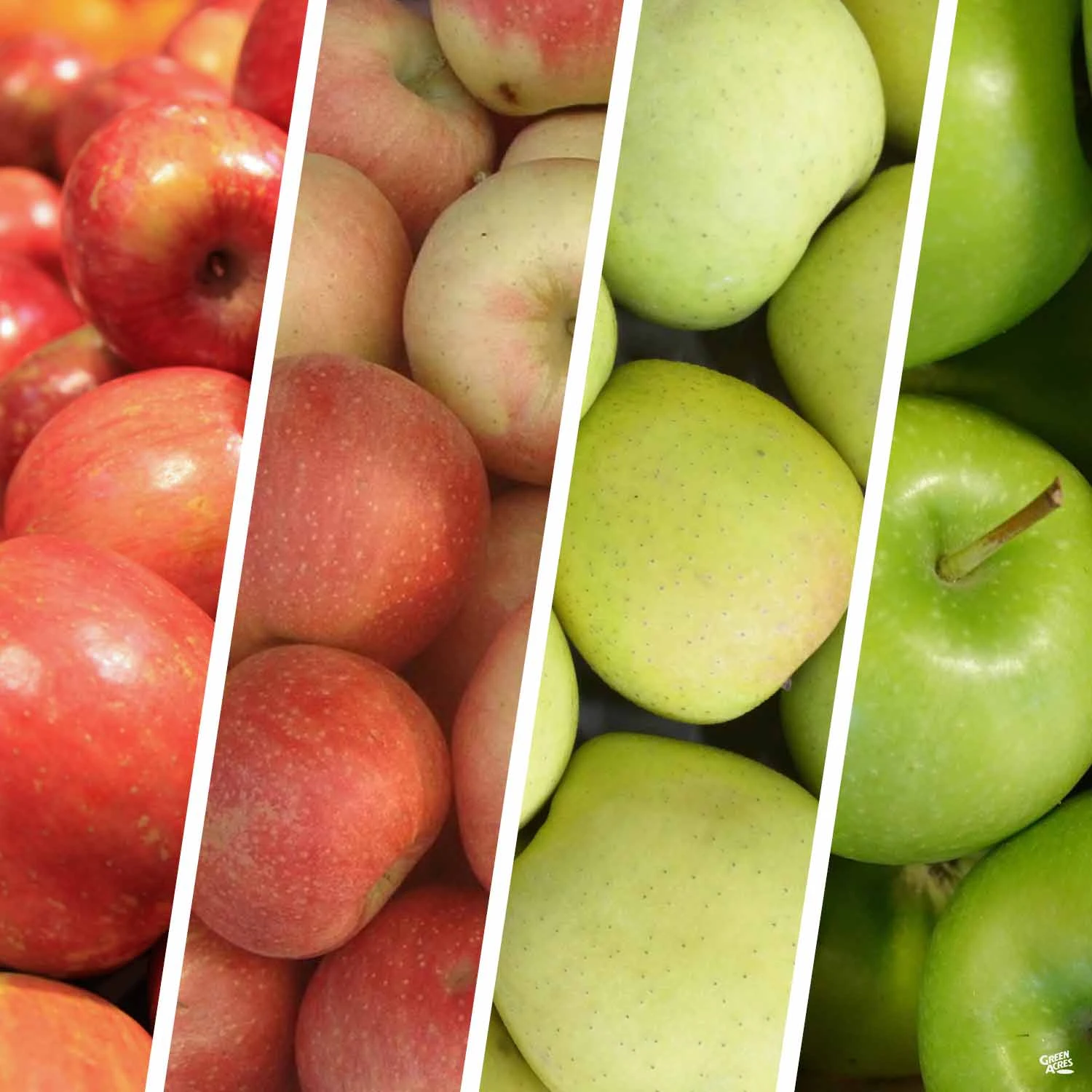 Apple Multi-Graft Combo #2 1 Apple Multi-Graft Combo #2