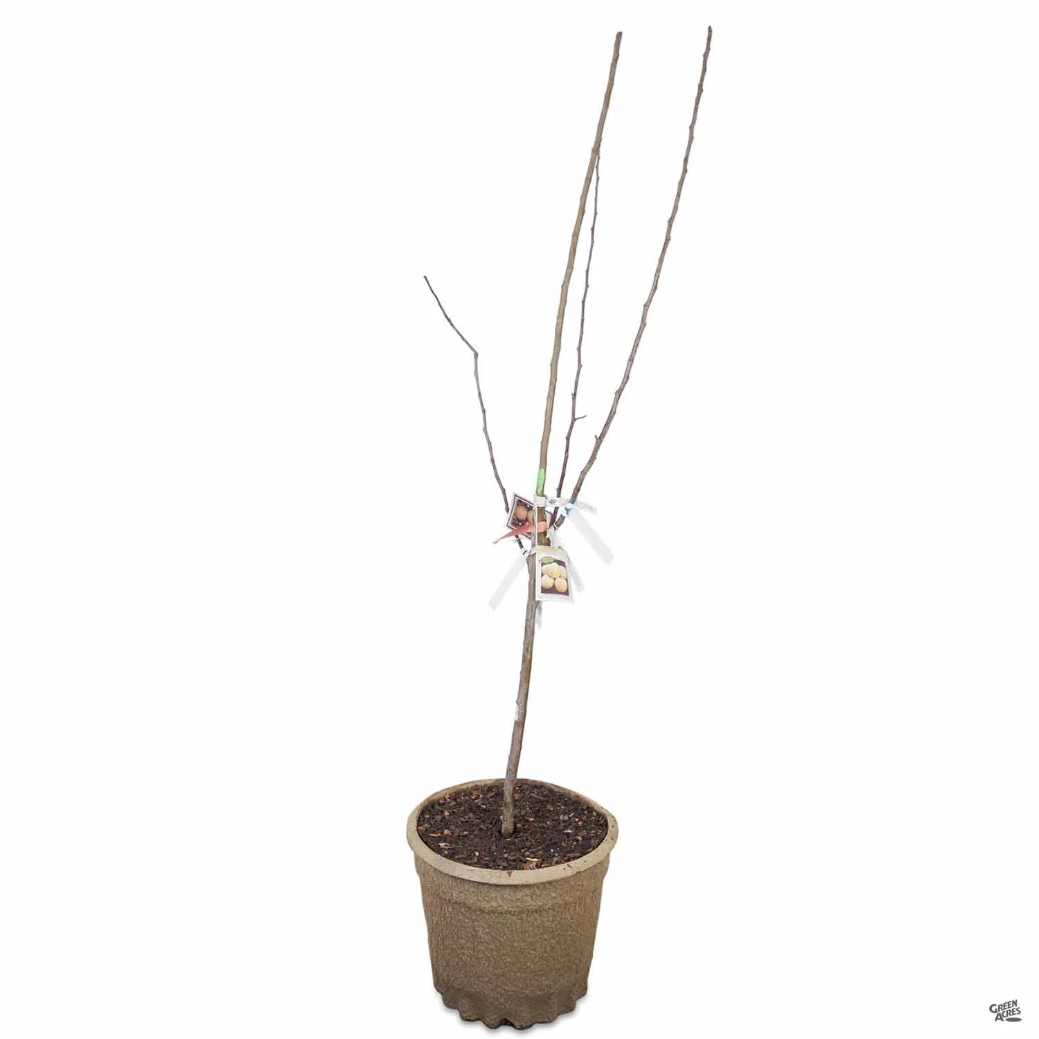 Apple Multi-Graft Combo #2 2 Apple Multi-Graft Combo #2 - Image 2