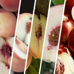 Peach And Nectarine Multi-Graft Combo #2