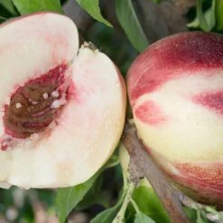 Nectarine 'Heavenly White'