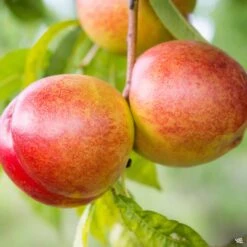 Nectarine 'Karla Rose'