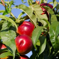 Nectarine 'Sunraycer'