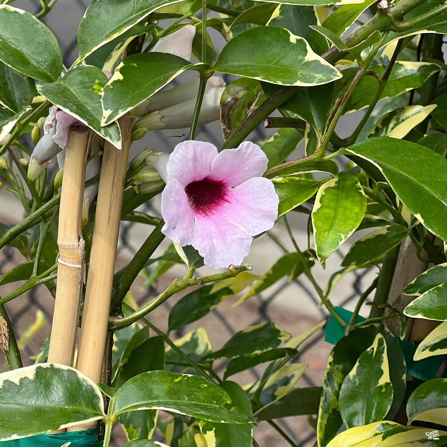 Variegated Bower Vine 1 Variegated Bower Vine