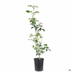 Variegated Bower Vine 8 Variegated Bower Vine -Eco Plant Works Pandorea BowerVine Variegata 1galStk 3e1e9089 9203 4db3 8d36 a666e5a6541c