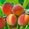 Peach 'Flordagrande'