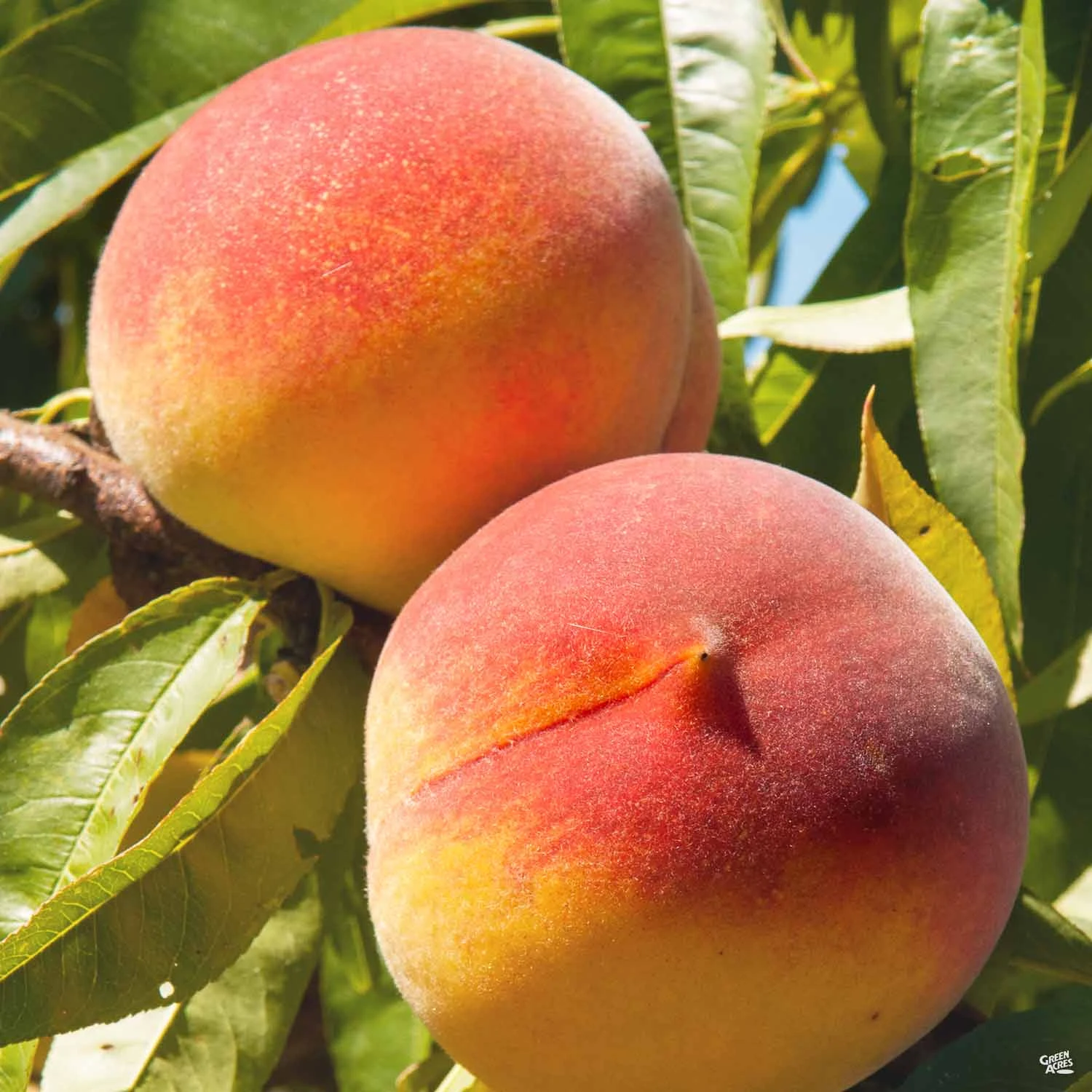 Peach 'Flordaking' 1 Peach 'Flordaking'