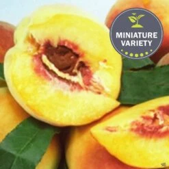 Peach 'Garden Gold', Miniature