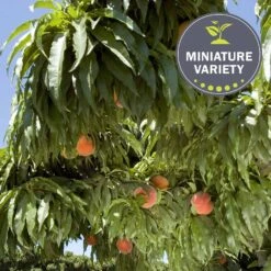 Peach 'Honey Babe', Miniature