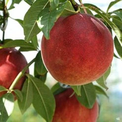 Peach 'July Elberta'