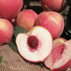 Peach 'Strawberry Free'