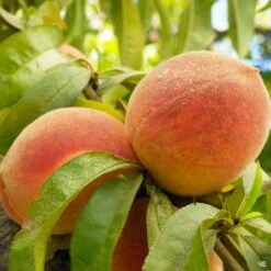 Peach 'White Delight Four'