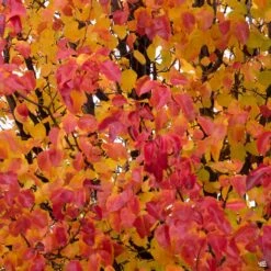 Flowering Pear 'Chanticleer' 7 Flowering Pear 'Chanticleer' -Eco Plant Works Pear Pyrus CalleryPear fallLeaves