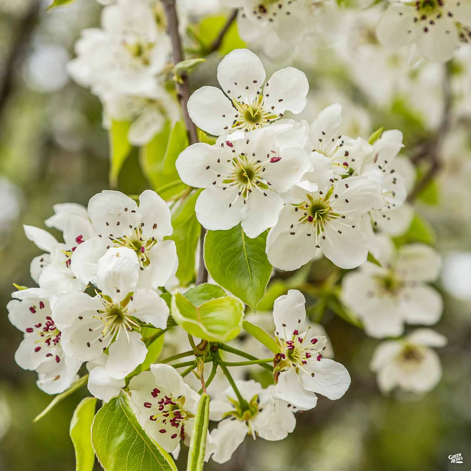Flowering Pear 'Chanticleer' 1 Flowering Pear 'Chanticleer'