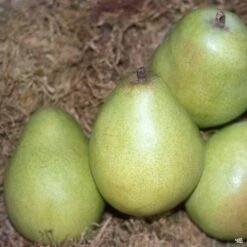 Pear 'D'Anjou'