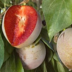 Plum 'Elephant Heart'