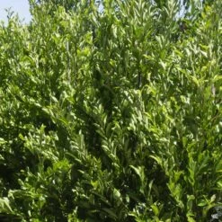 Dwarf Carolina Cherry Laurel Standard Trunk