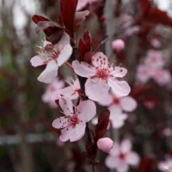 Flowering Plum 'Purple Pony'