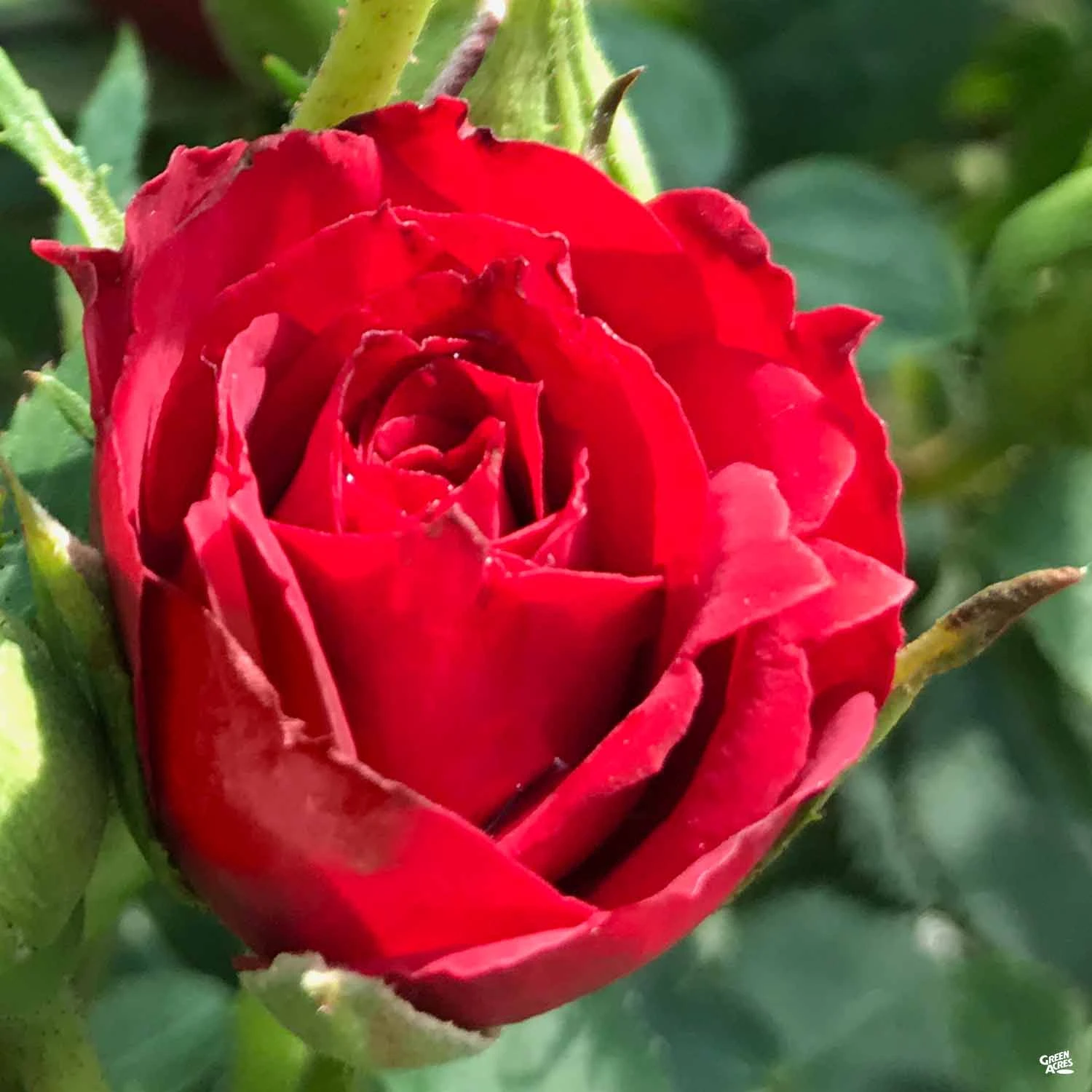 Climbing Rose 'Blaze' 1 Climbing Rose 'Blaze'