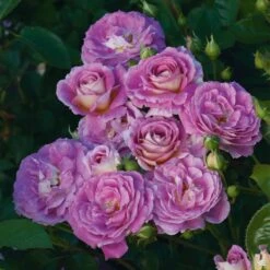 Rose 'Arctic Blue'