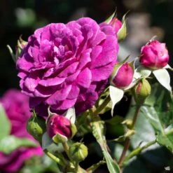Ebb Tide™ Rose