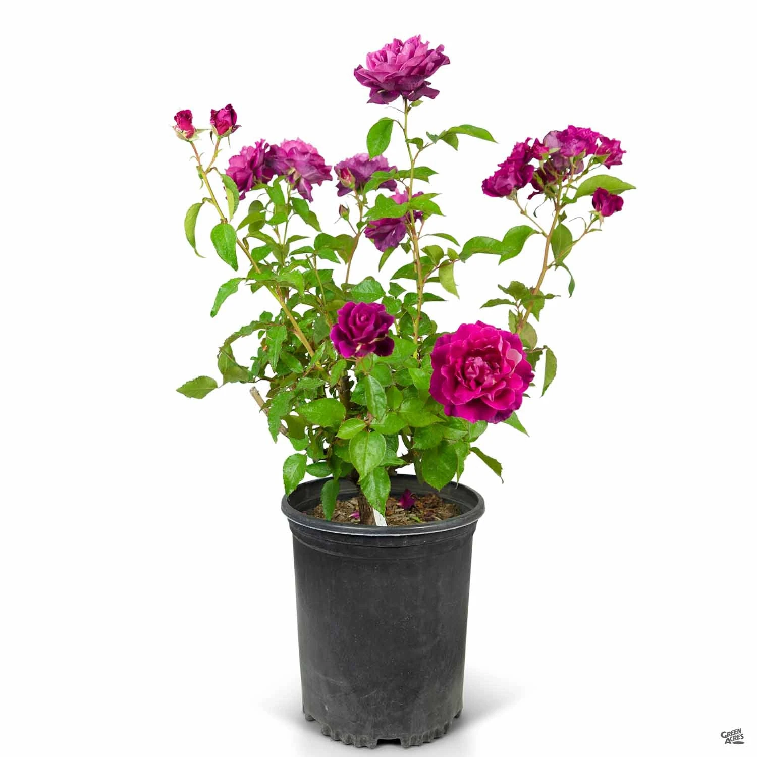 Rose 'Intrigue' 4 Rose 'Intrigue' - Image 4