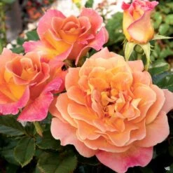 Rosie The Riveter™ Rose