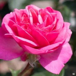 All Dressed Up™ Rose -Eco Plant Works Rosa Grandiflora AllDressedUp3