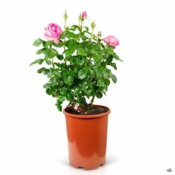 All Dressed Up™ Rose -Eco Plant Works Rosa Grandiflora AllDressedUp 5gal