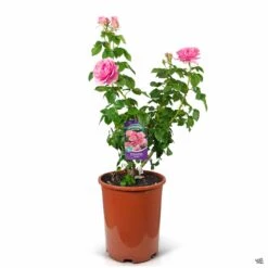 All Dressed Up™ Rose -Eco Plant Works Rosa Grandiflora AllDressedUp 5gal v2