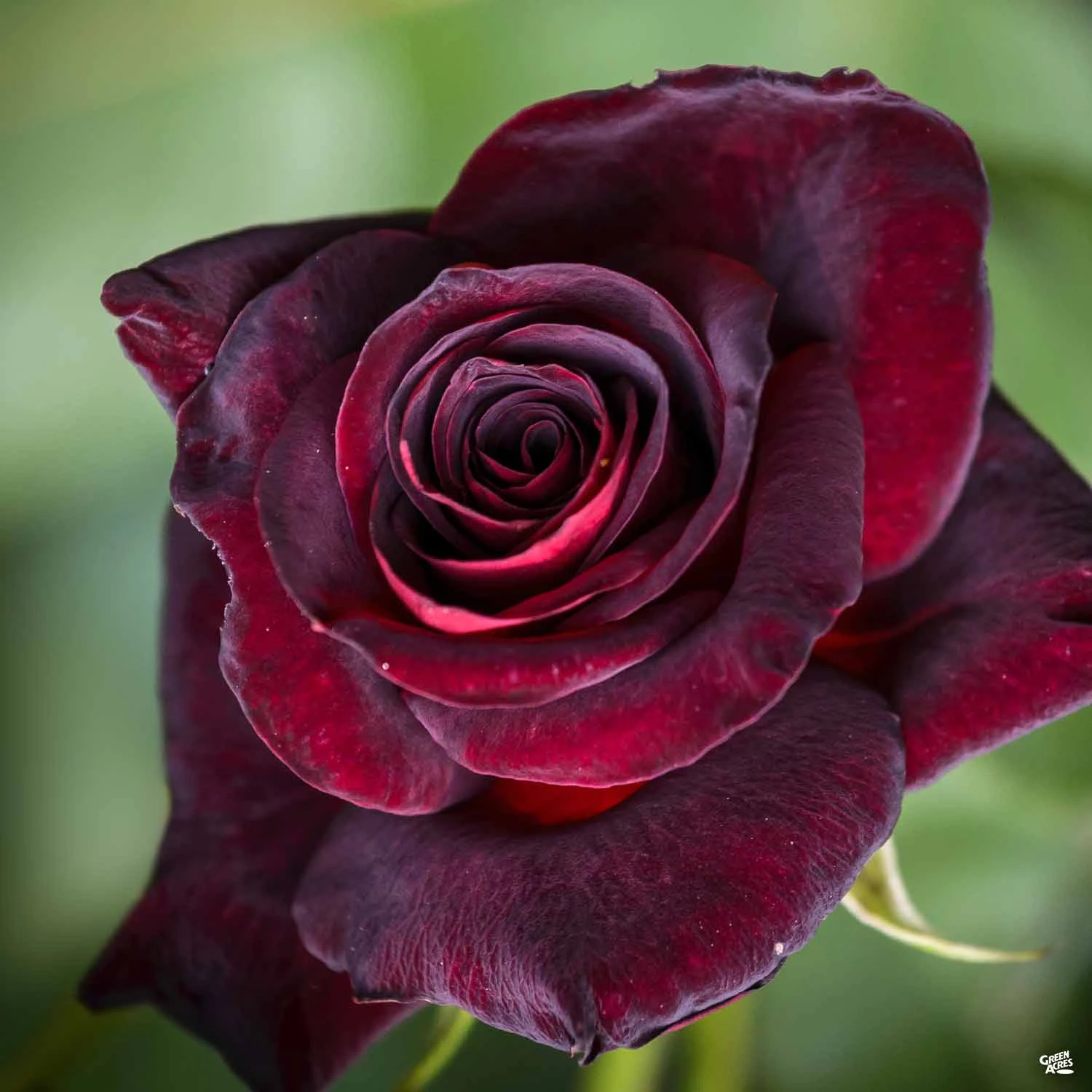 Black Baccara™ Rose 1 Black Baccara™ Rose