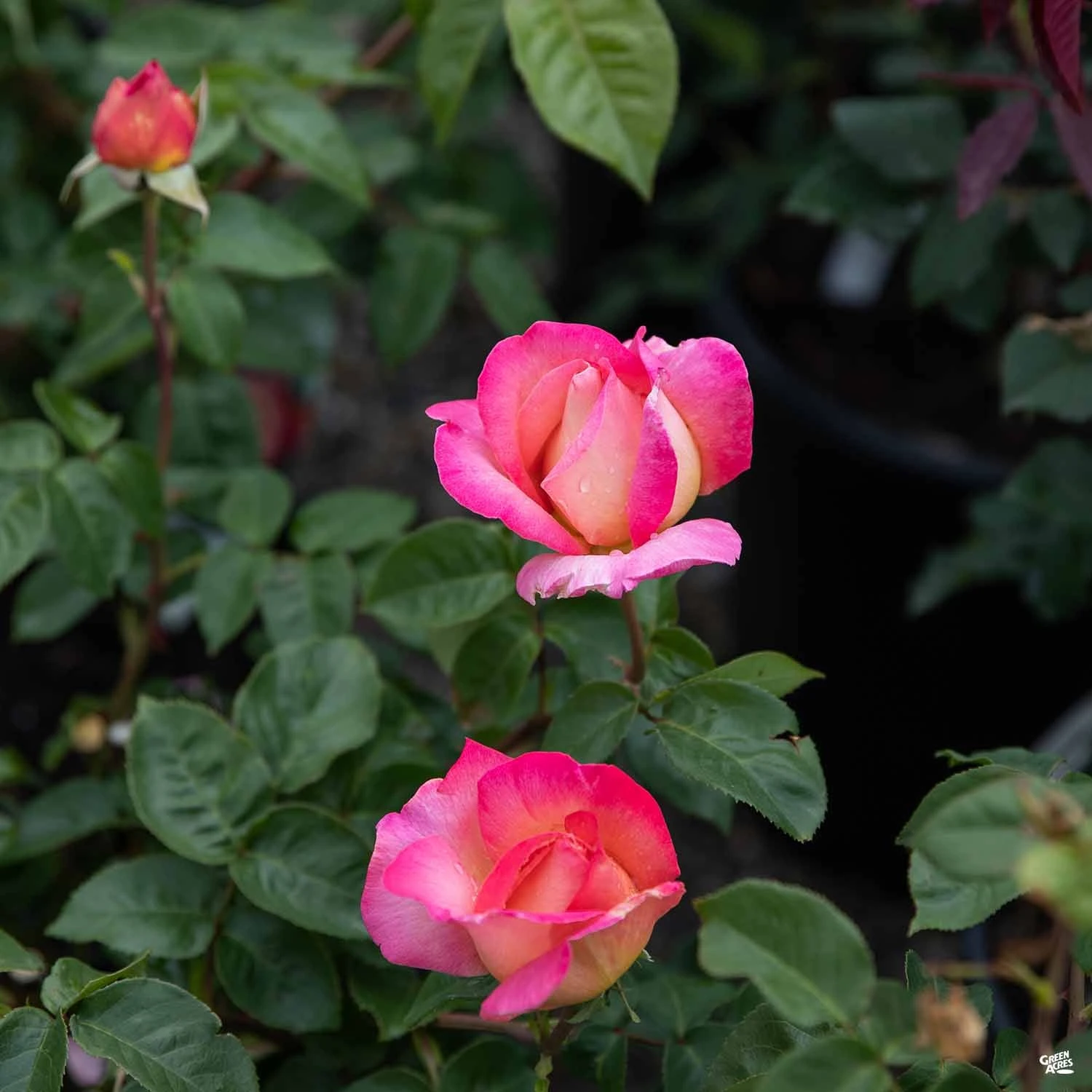 Chicago Peace® Rose 4 Chicago Peace® Rose - Image 4