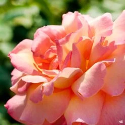 Chicago Peace® Rose 7 Chicago Peace® Rose -Eco Plant Works Rosa HybridTea ChicagoPeace2