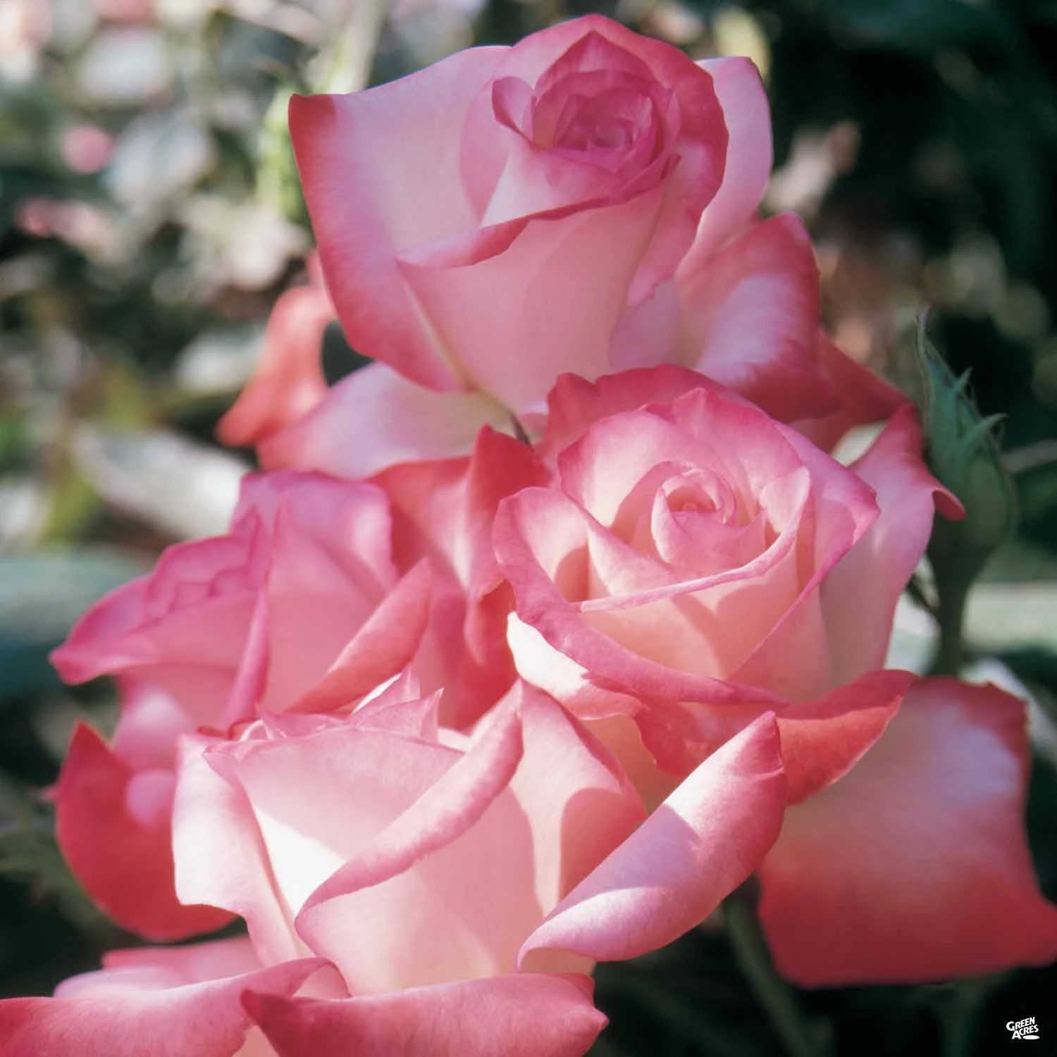 Gemini™ Rose 1 Gemini™ Rose