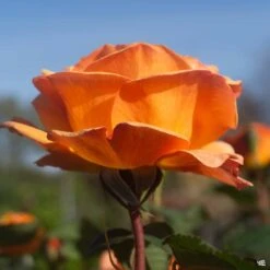 Good As Gold™ Rose