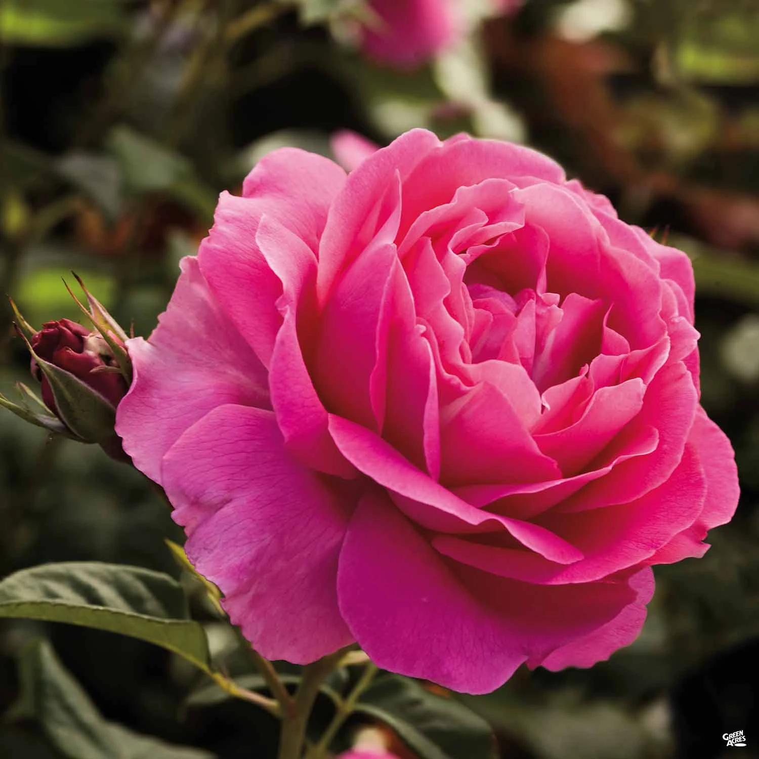 Grande Dame™ Rose 1 Grande Dame™ Rose