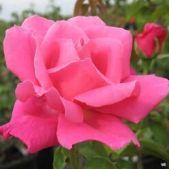 Rose 'Perfume Delight'
