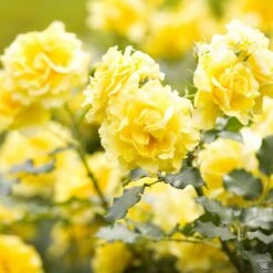 Miniature Rose 'Lemon Drop'