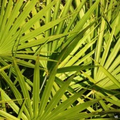 Dwarf Palmetto