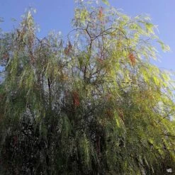 California Pepper Tree Standard Trunk