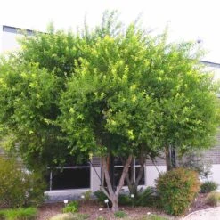 Shiny Xylosma Standard Trunk