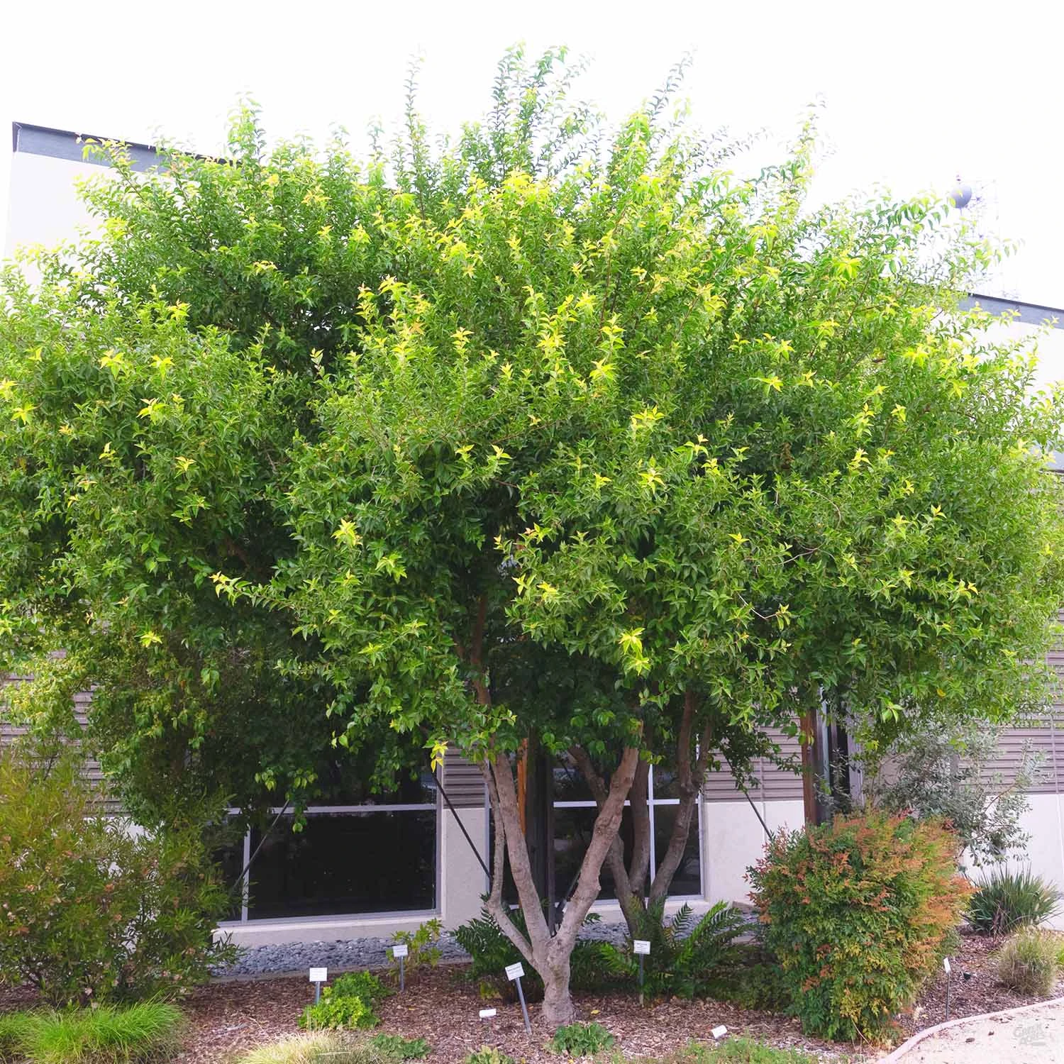 Shiny Xylosma Standard Trunk 1 Shiny Xylosma Standard Trunk